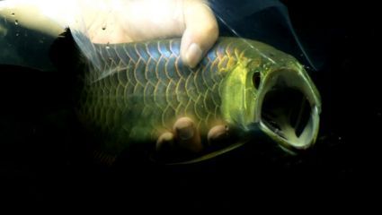 龍魚老張嘴呼吸是怎么回事？：龍魚張嘴呼吸的原因