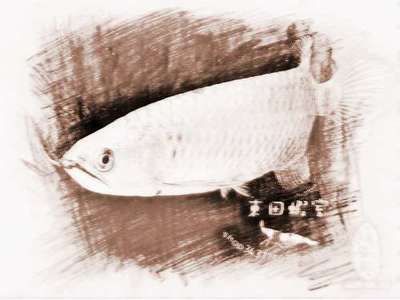 龍魚養幾條有講究嗎（養三條龍魚的數量有講究，養三條龍魚的數量有講究嗎）