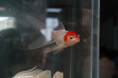 和紅龍魚混養的有哪些魚品種好養：幾種適合與紅龍魚混養的魚品種