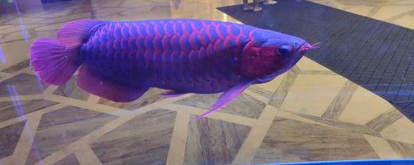 紅龍魚的喂養方法和技巧（紅龍魚的飼養方法）