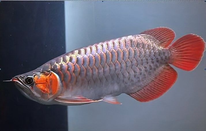 龍魚缸用什么顏色的背景好