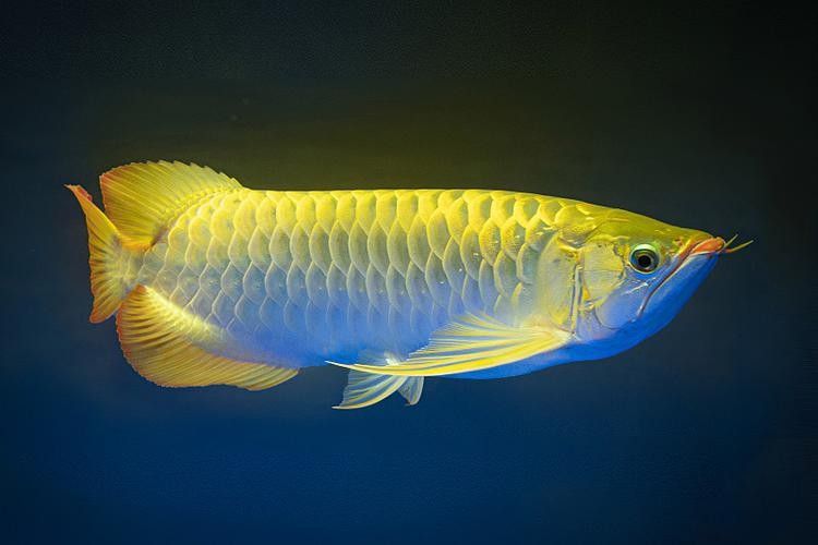 龍魚缸用什么顏色的背景好