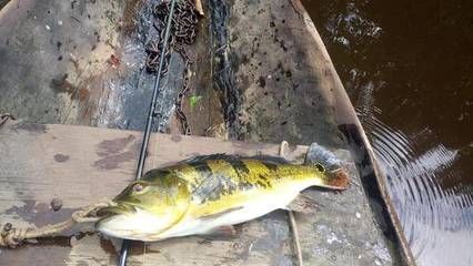 銀龍魚鼻子爛怎么處理（處理銀龍魚鼻子爛的問題需要綜合考慮處理銀龍魚鼻子爛的問題）