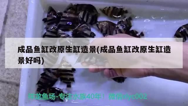 龍魚缸改原生缸怎么改：龍魚缸改原生缸水質管理方法龍魚缸改原生缸水質管理方法