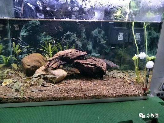 龍魚缸改原生缸怎么改：龍魚缸改原生缸水質管理方法龍魚缸改原生缸水質管理方法