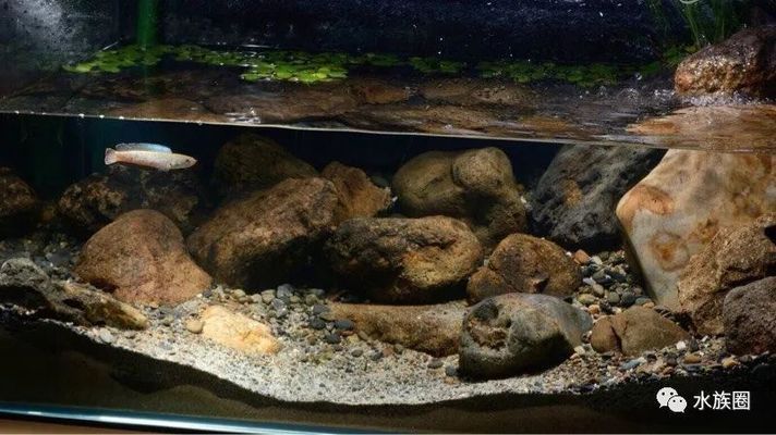龍魚缸改原生缸怎么改：龍魚缸改原生缸水質管理方法龍魚缸改原生缸水質管理方法