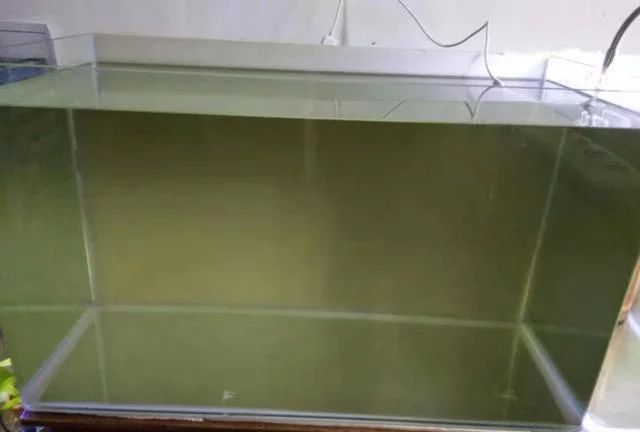龍魚的飼養溫度和濕度是多少度：龍魚的飼養溫度和濕度是多少度呢？