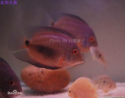 黑云魚和龍魚混養視頻：黑云魚可以和龍魚混養嗎？