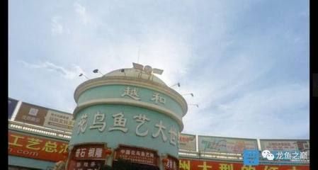 龍魚禁止出口什么意思，亞洲龍魚出口條件詳解“龍魚禁止出口”并不準確