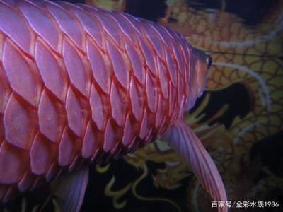 龍魚松鱗是怎么回事（如何預防龍魚松鱗病）