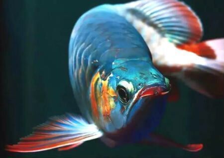 金龍魚在風(fēng)水布局中的作用，金龍魚在風(fēng)水布局中具有重要意義和作用和作用和作用