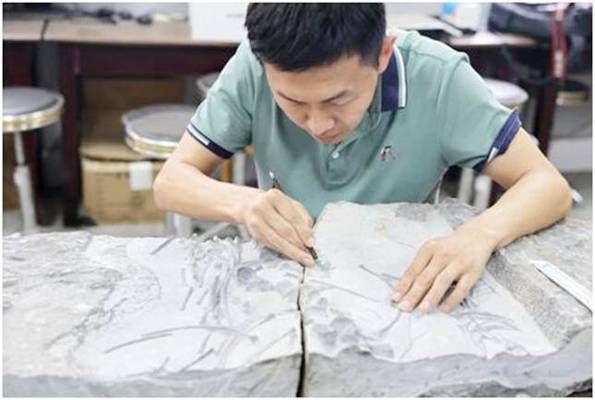 龍魚化石在生物學上的地位：龍魚化石在古生物學上具有重要的研究價值