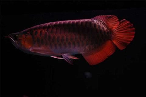 紅龍魚(yú)寓意什么意思和象征（紅龍魚(yú)養(yǎng)殖技巧有哪些）