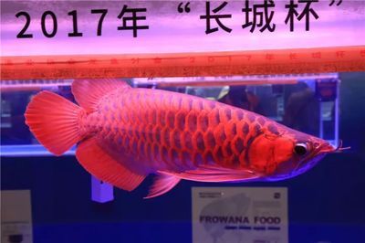 哪種類型的龍魚頂燈最好？