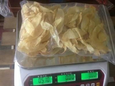 小金龍魚膠產地：小金龍魚膠的產地