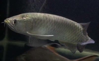 金龍魚分類地位分析，金龍魚在生物分類學上屬于骨舌魚科