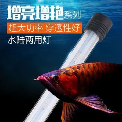 龍魚用什么燈管最好看：養殖龍魚時，選擇適合的燈光對于它們的觀賞價值和健康至關重要
