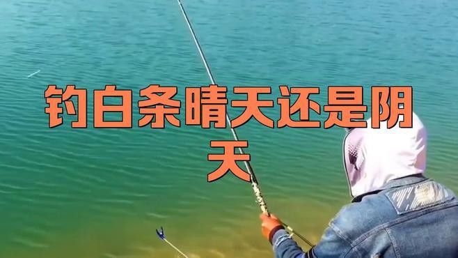 白龍魚什么天氣才能釣到大魚