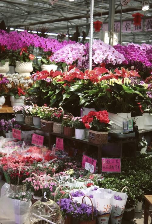 鄭州哪里賣金龍魚便宜點