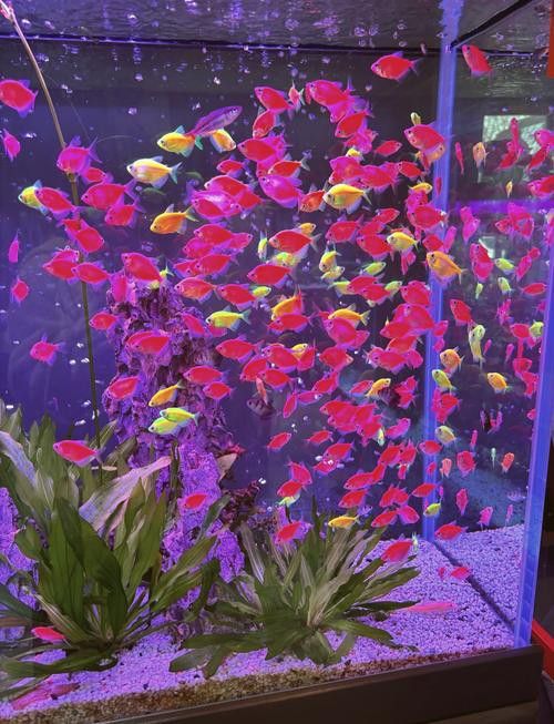 鄭州哪里賣金龍魚便宜點