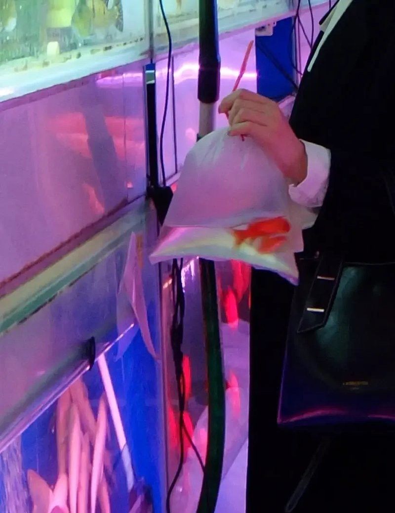 鄭州哪里賣金龍魚便宜點