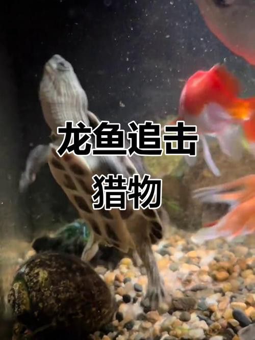 金龍魚咬人嗎圖片