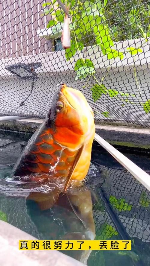 金龍魚咬人嗎圖片