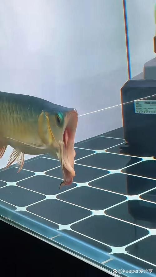 金龍魚咬人嗎圖片