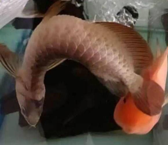 金龍魚咬人嗎圖片