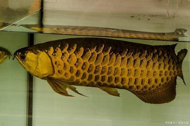 金龍魚咬人嗎圖片