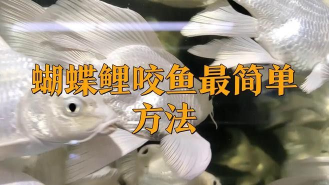 金龍魚咬人嗎圖片