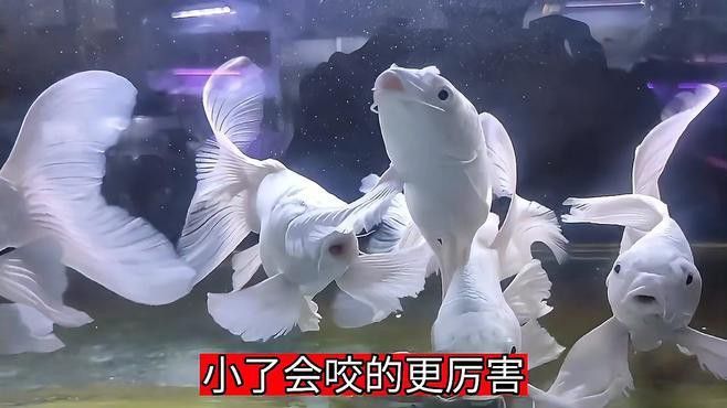 金龍魚咬人嗎圖片