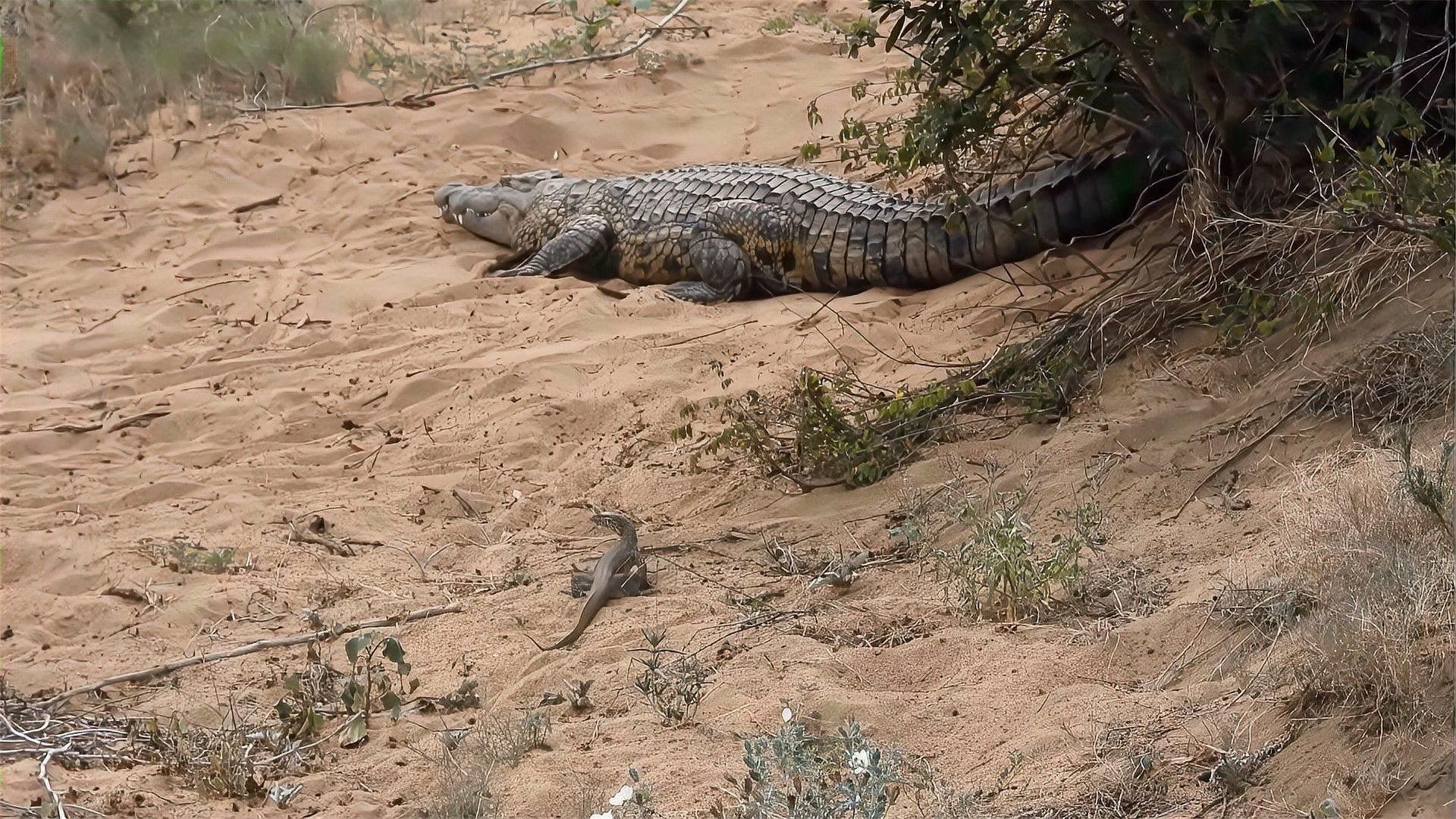 金龍魚咬人嗎圖片