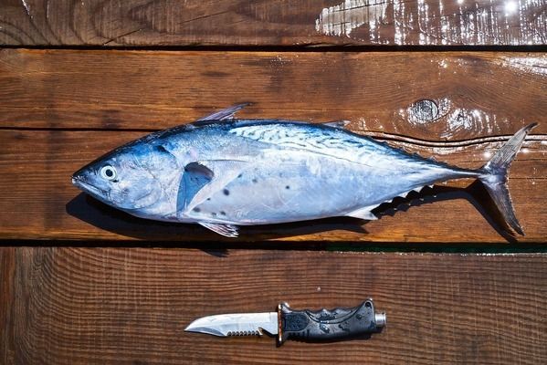 福魟魟魚，福[需手動填充][需手動填充]魚的營養價值如何辨別福[需手動填充][需手動填充]魚的營養價值