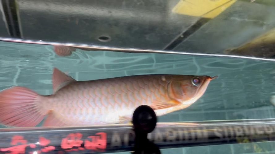 紅龍魚的發(fā)色階段圖片