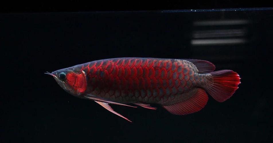 紅龍魚的發(fā)色階段圖片