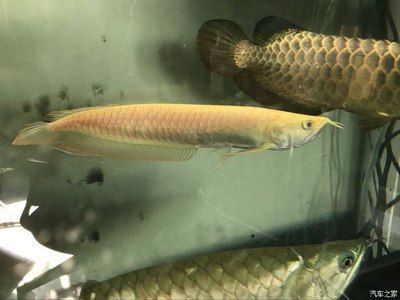 黃化龍魚：黃化龍魚是一種罕見的觀賞魚