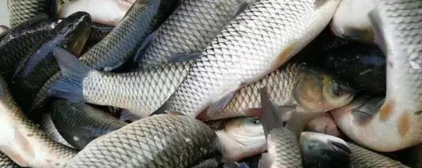龍鳳鯉魚飼料蛋白質來源選擇：如何評估鯉魚飼料中的蛋白質來源