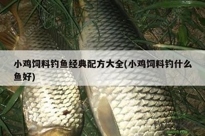 龍鳳鯉魚飼料蛋白質來源選擇：如何評估鯉魚飼料中的蛋白質來源