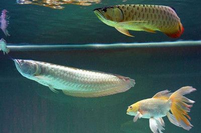 龍魚魚鱗掉了怎么辦：龍魚掉鱗如何處理