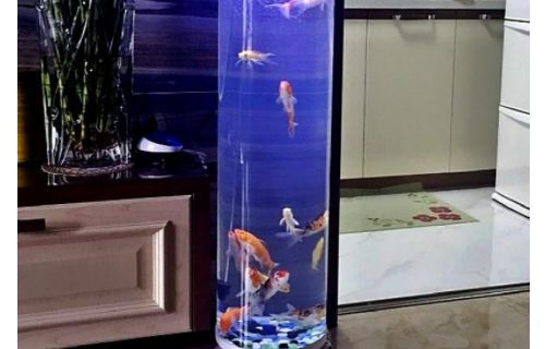 龍魚缸氧氣頭放哪里合適：龍魚缸氧氣頭放置位置對于維持水質(zhì)和提供充足的氧氣至關(guān)重要