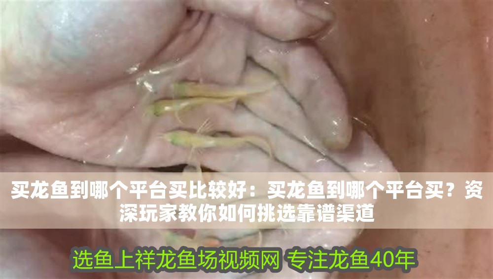 買(mǎi)龍魚(yú)到哪個(gè)平臺(tái)買(mǎi)比較好：買(mǎi)龍魚(yú)到哪個(gè)平臺(tái)買(mǎi)？資深玩家教你如何挑選靠譜渠道