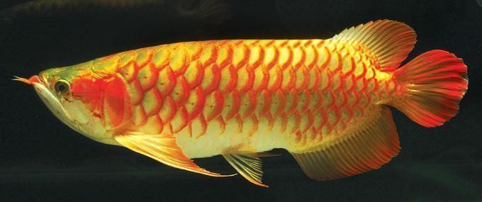 龍魚(yú)圖騰圖片