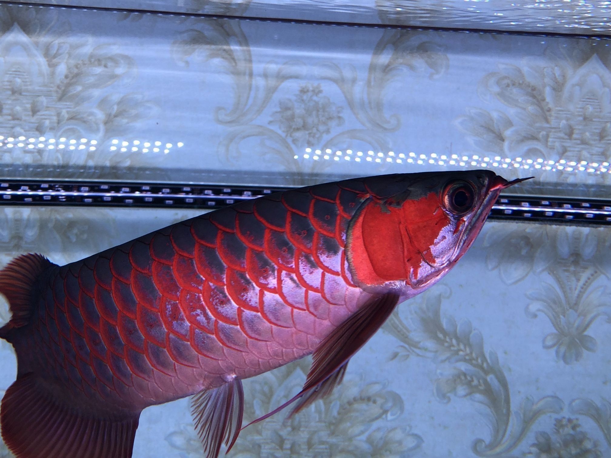 紅龍魚沉頭會死嗎：如果紅龍魚沉頭癥狀持續不改善，應及時尋求專業的獸醫幫助