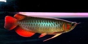 成都龍魚群：關于成都龍魚群的一些問題 成都龍魚群：關于成都龍魚群的一些問題 龍魚百科 第1張