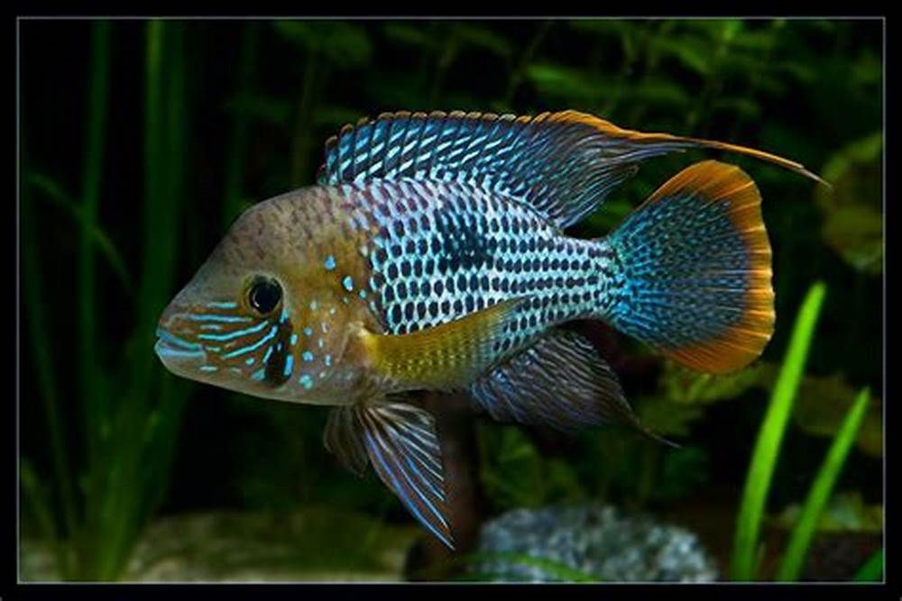 家里養1條龍魚5條虎魚1條皇冠風水好不好【魚類組合在風水中的影響】