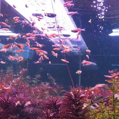 家里養1條龍魚5條虎魚1條皇冠風水好不好【魚類組合在風水中的影響】