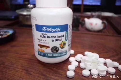 龍魚用不用定期檢疫：龍魚定期的檢疫是確保水質(zhì)安全和健康的關(guān)鍵步驟的