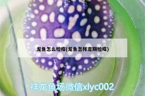 龍魚用不用定期檢疫：龍魚定期的檢疫是確保水質(zhì)安全和健康的關(guān)鍵步驟的