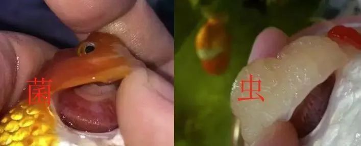 金魚身體發黃怎么治療